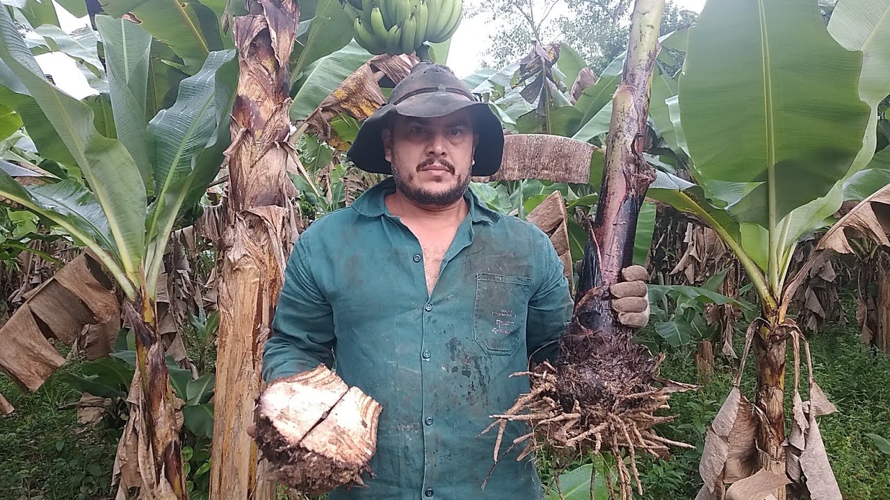 como plantar é replantar o bananal 3 tipos de muda