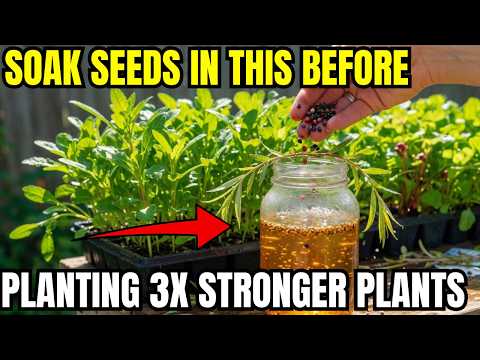 SOAK YOUR SEEDS IN THIS SOLUTION FIRST — IT HELPS SEEDS GERMINATE FASTER AND HEALTHIER SEEDLINGS.
