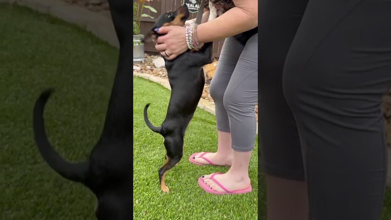 Enlarge Cindy, a ADOPTABLE mixed breed in Southport, CT video 2/6