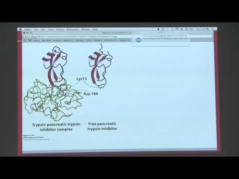 Kevin Ahern's BB 450/550 Classroom #2 for June 30 - Enzyme Regulation II
