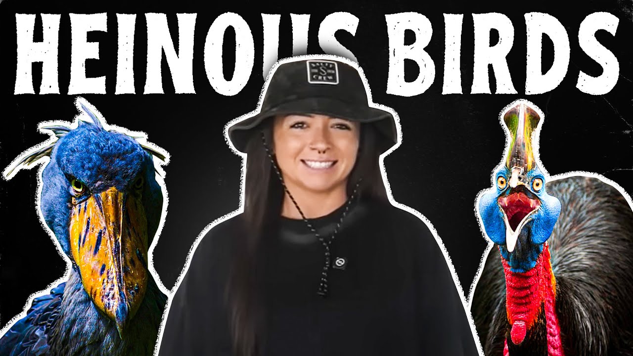 Why I Still Have A Problem With Birds