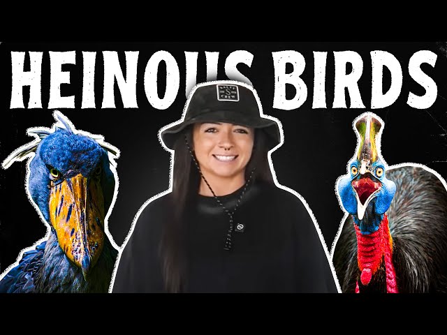 Why I Still Have A Problem With Birds SDDEFAULT Thumbnail