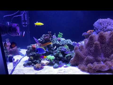 DD Reef Pro 1200 - 5 months.