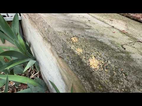 Ants Crawling on the Stoop in Titusville, NJ