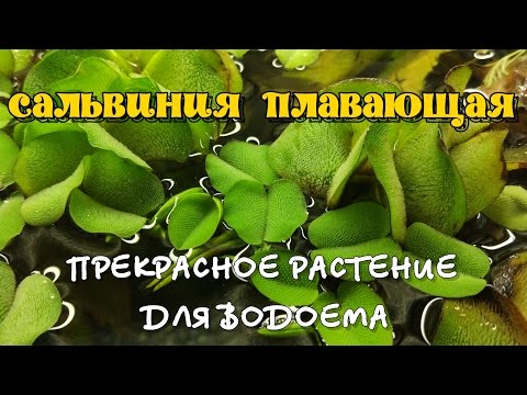 Сальвиния плавающая: описание и содержание в аквариуме