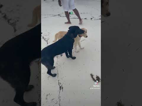 Midnight and Sheba 🐾 Love Beach Exuma Bahamas 11.15.2021