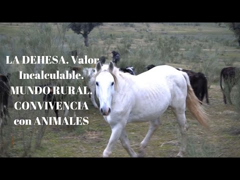 LA DEHESA. Espacio Natural de Valor Incalculable. MEDIO RURAL Convivencia con ANIMALES.