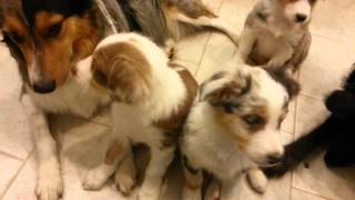 8 week old Australian Shepherd training session. Treats for all good dawgs.