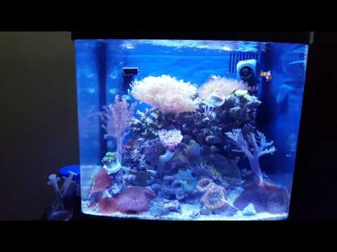 Budget Nano Reef Tank
