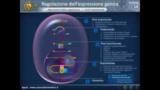 Biologia 14 - Regolazione dell'espressione genica