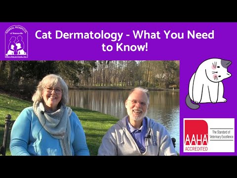Cat Dermatology   What You Need to Know!