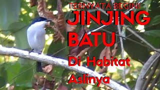 Download lagu SUARA PIKAT / MASTERAN JINJING BATU UNTUK MURAI BATU / KACER mp3