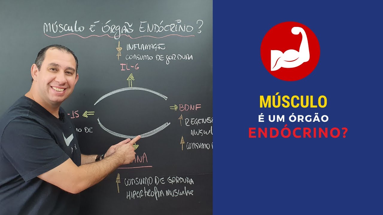 O Músculo é um Órgão Endócrino?