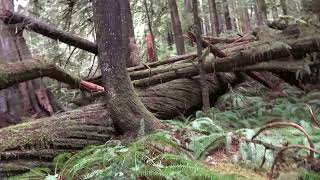 Sasquatch, love to hang out in first growth forest.