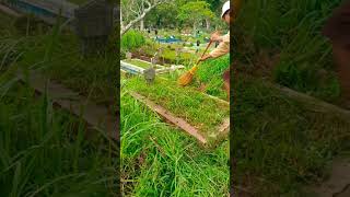 Download lagu rumputnya seger banget #makamcleaner #fyp #shorts mp3