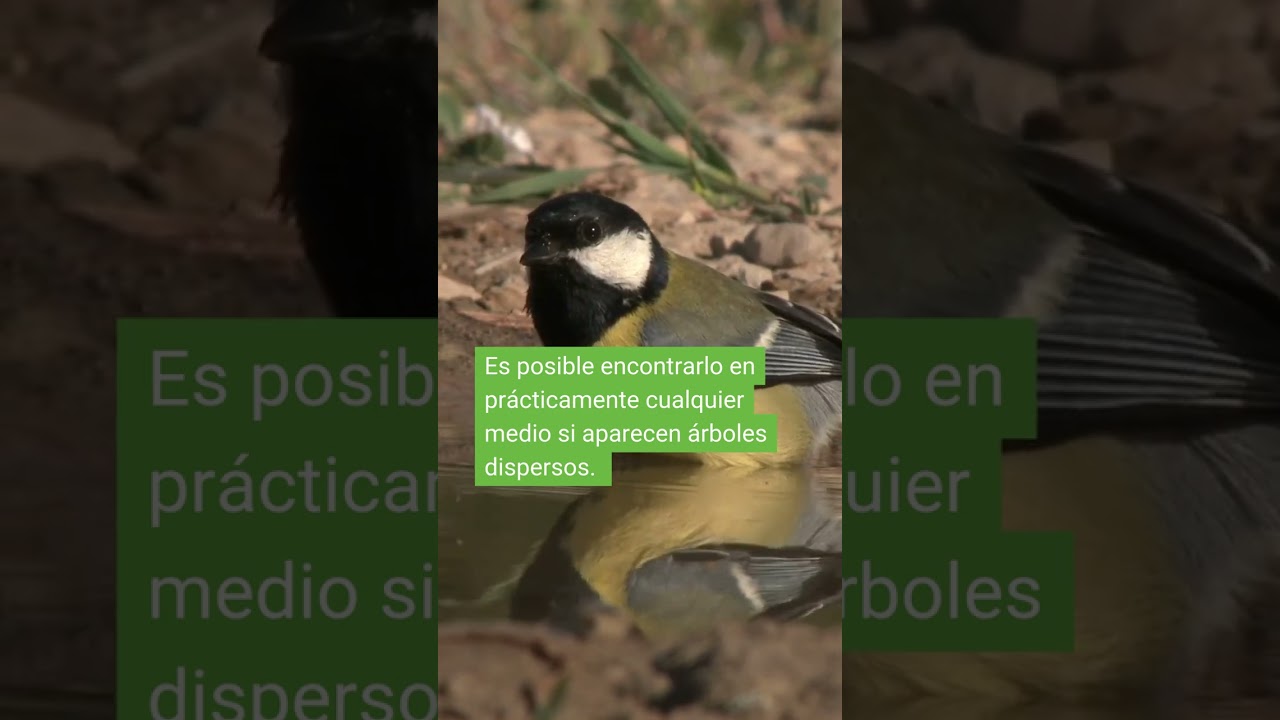 ¿Lo has visto?