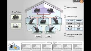 Genetics / Heredity - Mouse Genetics One Trait