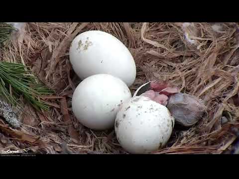 AMAZING Hatch Footage: First Red-Tailed Hawk Chick "I1" Hatches (edited) – April 29, 2019
