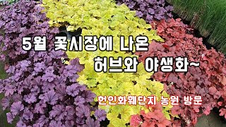 2021년 5월 꽃시장 허브와 야생화~