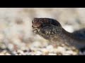 Snake Vs IGUANA Funny Hindi Dubbed