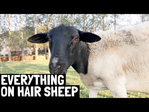 , title : 'Hair Sheep: The FUTURE of Sheep | 12 Advantages of Hair Sheep'