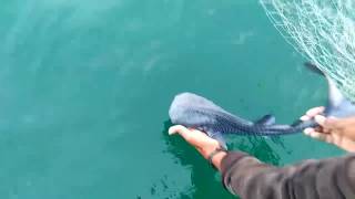 Whale Shark Pup Rescue