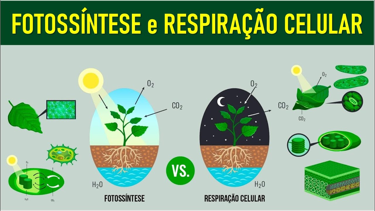 FOTOSSÍNTESE, RESPIRAÇÃO CELULAR E FERMENTAÇÃO: Bioenergética no Enem. Profe. Juliana Evelyn Santos