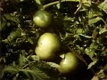 Classic Sesame Street Film Tomato Field Season 1 Version