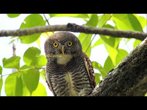 Jungle Owlet — Glaucidium radiatum — hlas a video