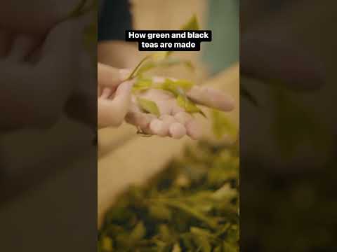 你知道#黑色和綠色#茶的區別嗎？#短褲 (Do you know the difference between #black and green #tea? #shorts)