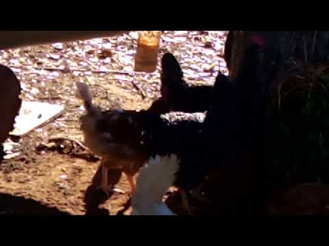 Gallinas de Merendola.