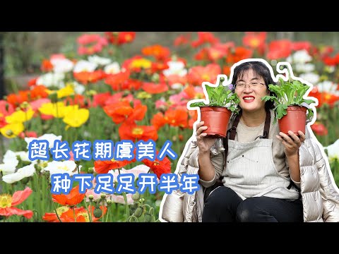 虞美人花