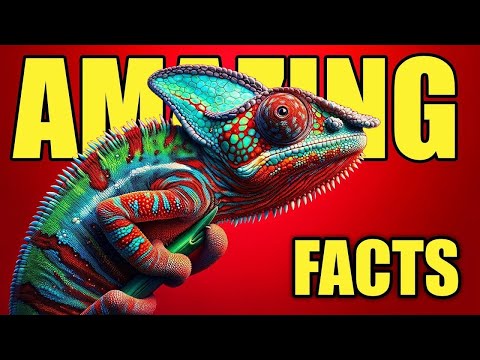 Chameleon as Pet - Chameleon Beginners Guide!