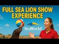 FULL 4K SeaWorld Sea Lion Experience Show 2025
