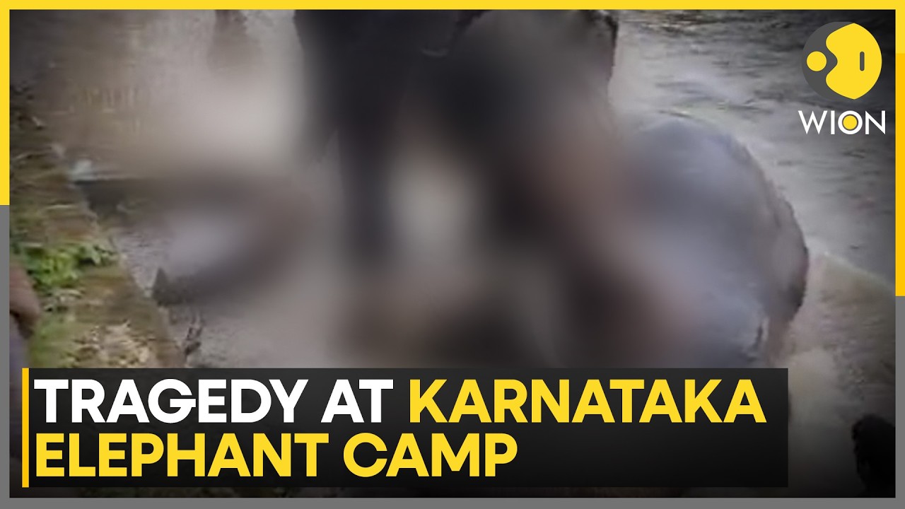 Karnataka Elephant Camp Tragedy: Tourists Will No Longer Be Permitted To Feed Elephants By Hand