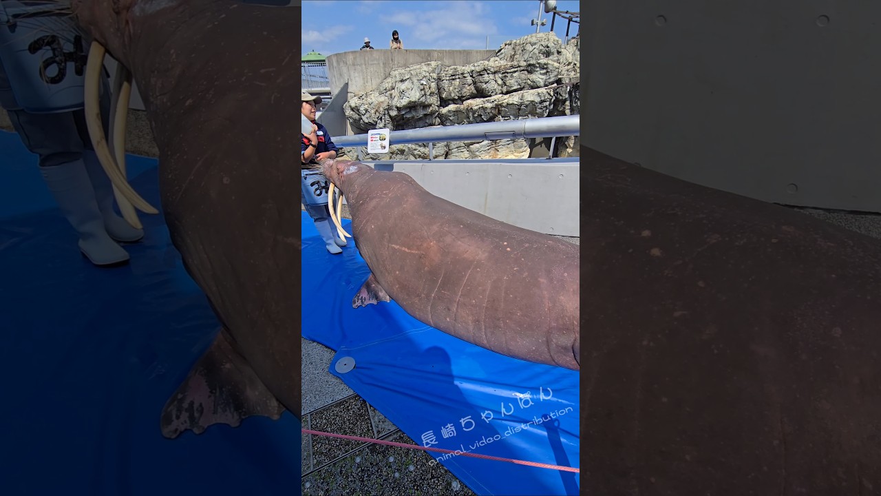 お姉さんと激可愛セイウチのみーちゃん#うみたまご #セイウチ