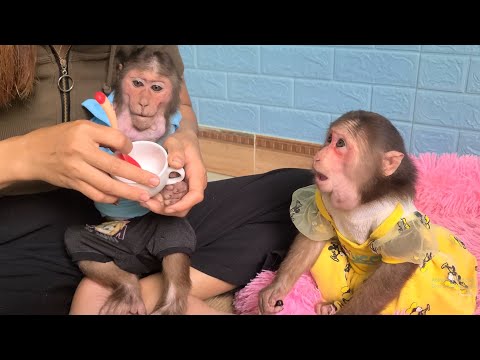 , title : 'Monkey Kuku recovers from taking medicine regularly'