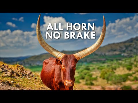 The Natural History of Horns and Antlers in Animals