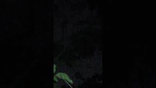 Download lagu suara beby burung buek di malam hari mata menyala 😅 mp3 Download lagu suara beby burung buek di malam hari mata menyala 😅 mp3