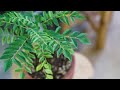 Basil Leaf