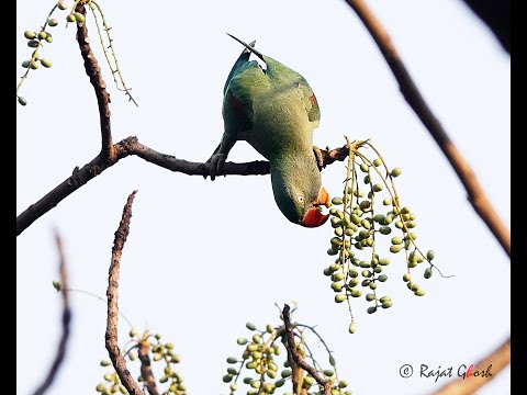 Alexendrine parakeet feasting on mahua flowers