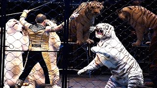 10 Reasons To Avoid The Circus And Visit Big Cat Rescue