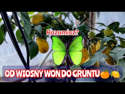 Wszystkie cytrusy sadzimy w kwietniu do gruntu!  Bardzo dobrze znoszą kopanie! 👌🍋🍊