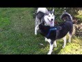 My Siberian Husky VS Alaskan Malamute 