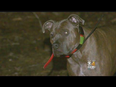 Video Shows Pit Bull Escape Attacking Coyotes In New Hampshire Backyard