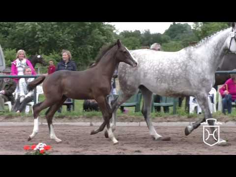 ODRZ034CH Hengstfohlen von Casall - Cassini I - Esteban xx