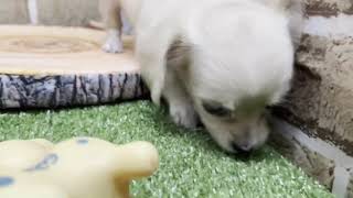 ハーフ犬の動画01