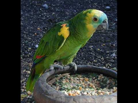 Polo Polo - EL PERICO