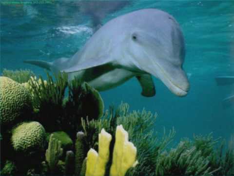 Mauro Ferrero - Dolphin ( red coral mix)