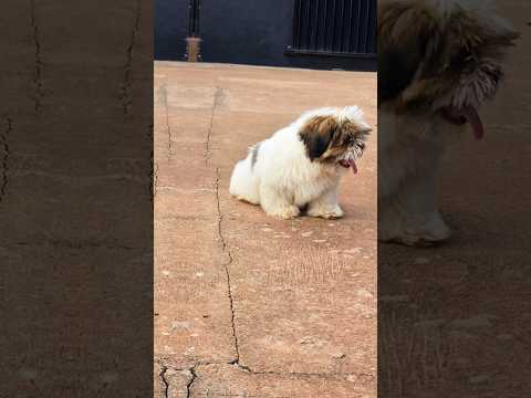 K9-Colinas seu pet hotel em Colinas do Tocantins #dog #pets